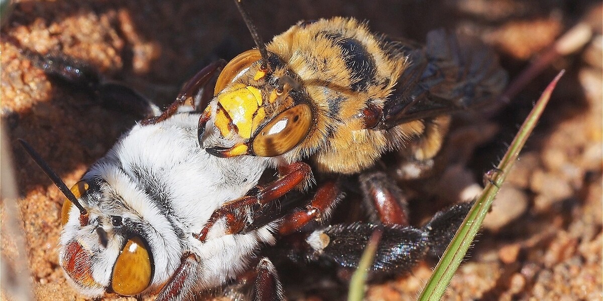 The Birds & the Bees